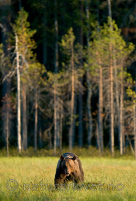 BB 10 0079 / Ursus arctos / Brunbjørn